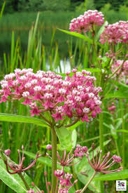 The 2020 Gardener S Club Perennial Catalog At Plant Paradise In 2020 Swamp Milkweed Milkweed Garden Asclepias Incarnata