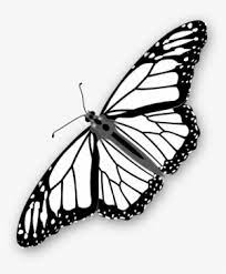 Butterfly color is some of the most striking in nature. Monarch Coloring Pages Transparent Png 510x598 Free Download On Nicepng
