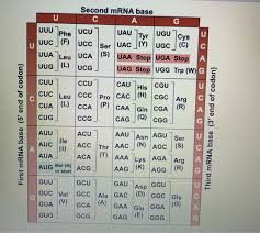 Solved Second Mrna Base Phe Ucu Ucc Ser Uac Y Ugc C C