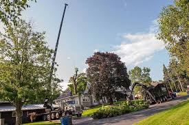 Tree care services in my area. Tree Care Services Tree Trimming Tree Removal
