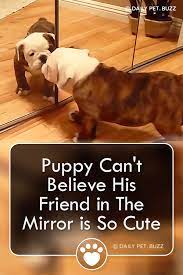 When I Saw What This Puppy Does After Seeing Himself In The Mirror I Cracked Up Priceless Puppies Funny Dog Videos Cute Pupies