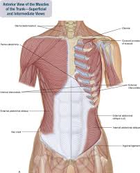 The ribs and the hand are not on a limb together, so they cannot be described in relation to each other using proximal and distal. 8 Muscles Of The Spine And Rib Cage Musculoskeletal Key