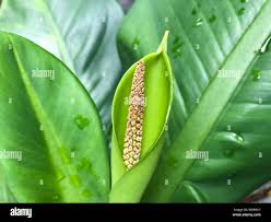 Image result for dieffenbachia flower