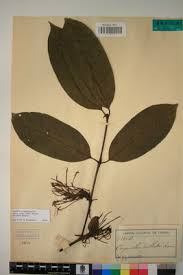 Image result for Oxyanthus speciosus