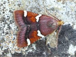 Image result for Pyralis cardinalis