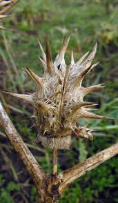 Image result for Datura ferox