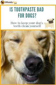Is Toothpaste Bad For Dogs How To Clean Your Dogs Teeth By Yourself Dog Teeth Dog Dental Dog Care Tips