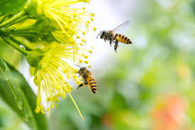 Honey bee flowers to plant. The Honey Bee The Hidden Keeper Of Ecosystem World Mission Society Church Of God