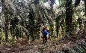 Get the latest malaysia news stories and opinions with focus on national, regional, sarawak and world news, as well as reports from parliament and court. China Beli 1 7 Juta Tan Minyak Sawit Malaysia Malaysianow