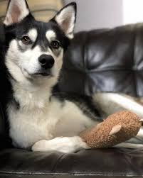 Lift your spirits with funny jokes, trending memes, entertaining gifs, inspiring stories, viral videos, and so much. The Great Alaskan Husky What You Need To Know K9 Web