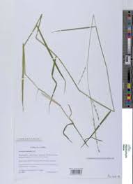 Image result for Acroceras macrum