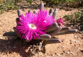 See more ideas about south african flowers, african flowers, flowers. Succulent Smuggling Why Are South Africa S Rare Desert Plants Vanishing Plants The Guardian