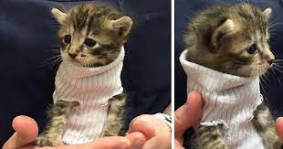 Kitten Rescued From Hurricane Matthew Gets Tiny Sock Sweater And Finds New Home Bored Panda