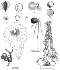 Image result for Dioscoreaceae