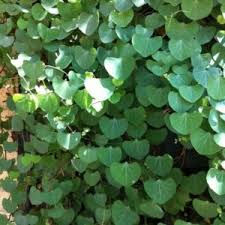 Image result for Cissampelos torulosa