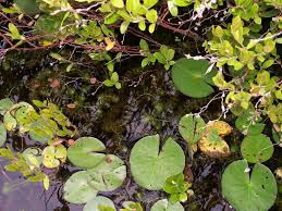 Image result for Aldrovanda