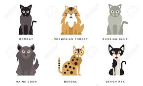 See full list on thediscerningcat.com Collection Of Different Cats Breeds Bombay Norwegian Forest Royalty Free Cliparts Vectors And Stock Illustration Image 140627347