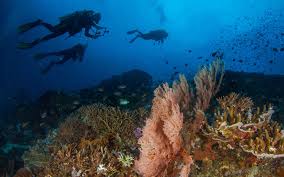 Another good reason to visit is that the income generated by the great barrier reef's tourism industry serves as a major justification for ongoing conservation efforts. How Does Tourism Affect Coral Reefs Greentumble