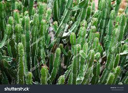 Image result for Euphorbia griseola
