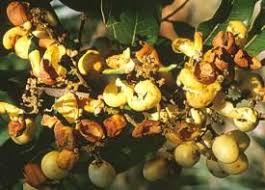 Image result for Deinbollia