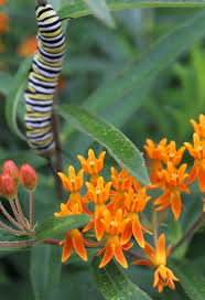 This made it a noxious weed (i.e. Asclepias Tuberosa Butterfly Weed Prairie Moon Nursery