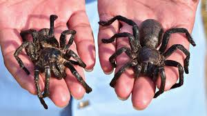 According to superstitions from great britain, australia, portugal, trinidad and tobago, when a money spider (one from the family of spiders called linyphiidae) runs over clothes you're wearing. Cooking And Eating Tarantula Spiders Cambodia Cnn Travel