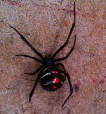 Black And White Striped Spider Texas Black Widow Male Spider Spider Identification Black Widow Spider
