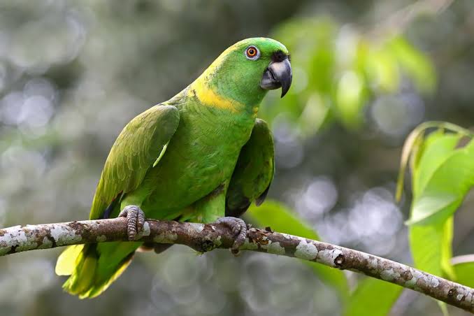 Mga resulta ng larawan para sa Yellow Naped Amazon Parrot"