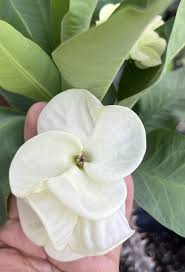 Image result for Euphorbia kilwana