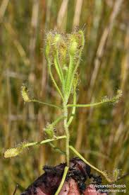 Image result for Lepidagathis lanatoglabra