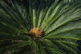 Image result for Cycadaceae