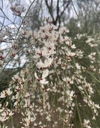 Image result for Retama monosperma