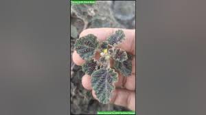 Image result for Chrozophora plicata