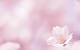 Aesthetic Flower Computer Backgrounds