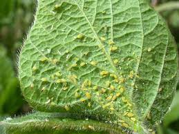 Younger plants can be killed easier by aphid activity. Aphid Control How To Identify Get Rid Of Aphids On Plants The Old Farmer S Almanac