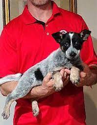 Our australian cattle dog puppies for sale come from either usda licensed commercial breeders or hobby breeders with no more than 5 breeding mothers. Ranger Australian Cattle Dog Puppy Male For Sale In Columbus Ohio Classified Americanlisted Com