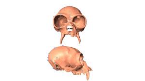 Image result for extinct chinese apes