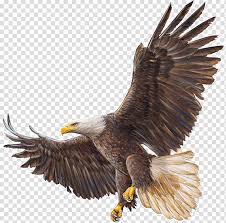 We did not find results for: Bald Eagle Drawing Eagle Transparent Background Png Clipart In 2021 Eagle Drawing Bald Eagle Eagle Painting
