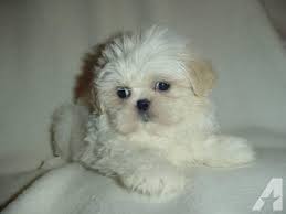 Cream And White Shih Tzu Puppy Male Ready Now Shih Tzu Puppy Shih Tzu Dog Shitzu Puppies