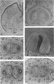 Image result for Ixora burundiensis