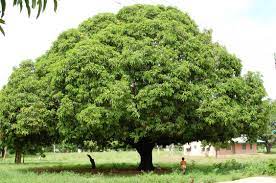 Mango Tree In Yendi Ghana West Africa Photo By Mike Bishop Travel Inspiration Travel Photography Travel Memories