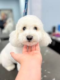 baby groomer here! started grooming since February and I just wanna post  this because I am beyond proud of this cut! this is cashew the bichon☺️☺️  **disclaimer; not a bichon cut -