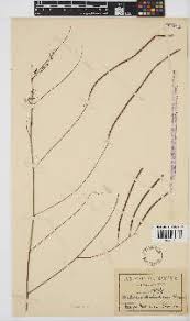 Image result for Eriosema vanderystii