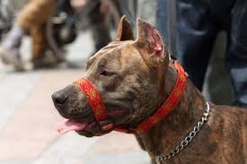 La meilleure façon d'assurer votre propre sécurité et celle des autres est de le retirer de cette zone. Attaquee Par Un Pitbull Une Femme Hospitalisee A Marseille Dans Un Etat Critique