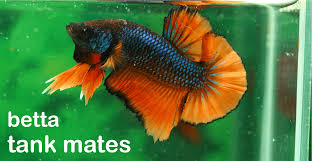 11 Compatible Betta Fish Tank Mates Complete List Betta Fish Tank