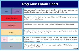 German Shepherd Color Chart Goldenacresdogs Com