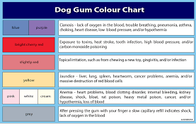 the teeth of the german shepherd dog the german shepherd dog