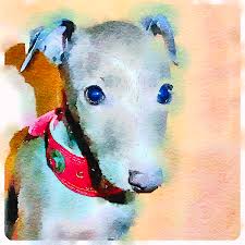 40 years mobile dog grooming salon. Italian Greyhound Puppy Mixed Media By Tracey Burke Aka Poshe