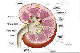Renal Ultrasound Mmheme