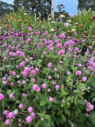Image result for Gomphrena
